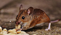 24 Hour & Emergency Exterminators in Bhaven, MS
